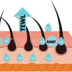 NMF to naturalne czynniki nawilżające skórę. Diagram pokazuje, jak NMF zatrzymuje wodę (H₂O) w naskórku, zapobiegając jej utracie (TEWL).