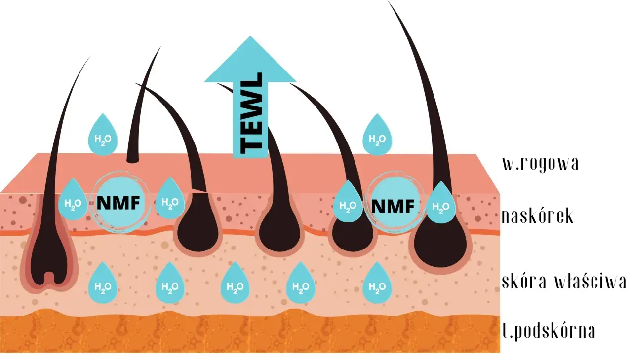 NMF to naturalne czynniki nawilżające skórę. Diagram pokazuje, jak NMF zatrzymuje wodę (H₂O) w naskórku, zapobiegając jej utracie (TEWL).