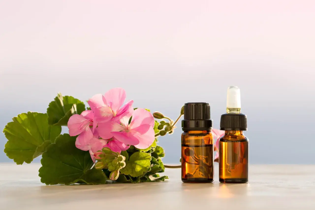 Różowe kwiaty geranium i dwie buteleczki olejku eterycznego. Idealne do domowego sposobu, jak zrobić olejek z geranium.